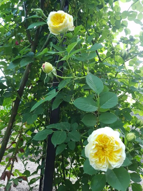 the pilgrim - 2 trandafiri 2017 I