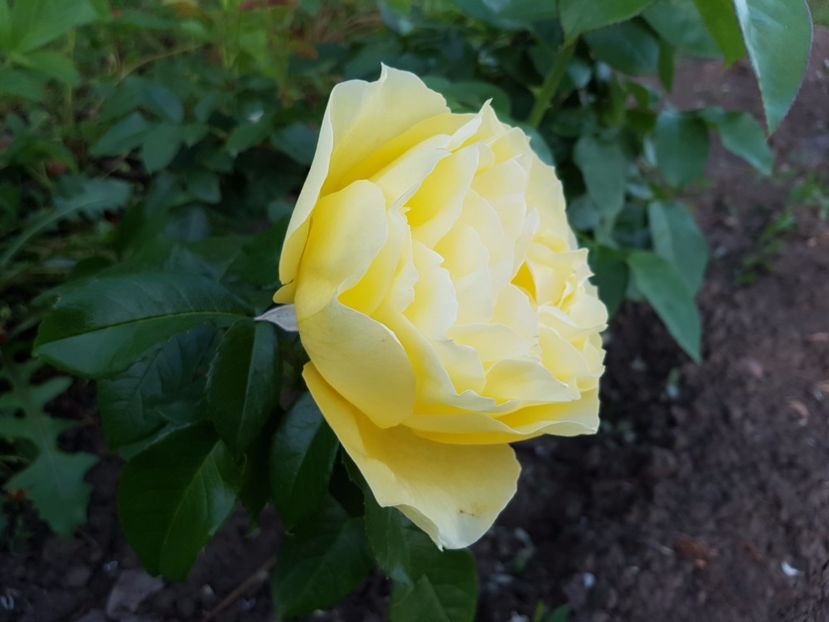 marcel proust floare foarte mare - 2 trandafiri 2017 I