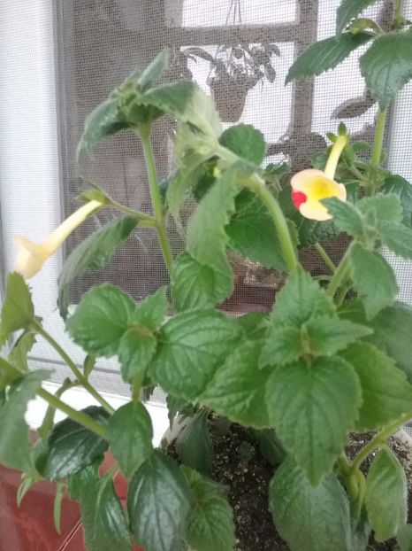  - Achimenes 2017-2018