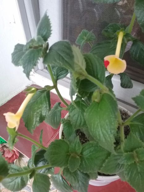 20160603_185127 - Achimenes 2017-2018