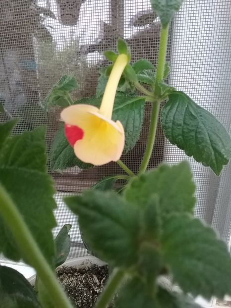  - Achimenes 2017-2018