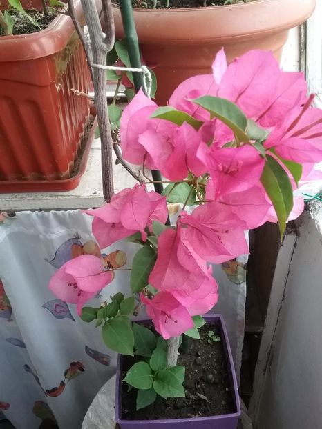 - Bougainvillea rosie-Don Mario