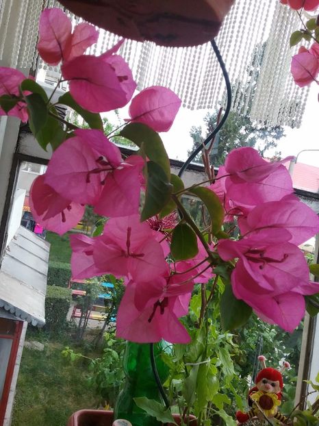  - Bougainvillea rosie-Don Mario