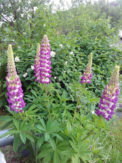  - AAAAA_LUPIN 2015_2017_2018_2019_2020