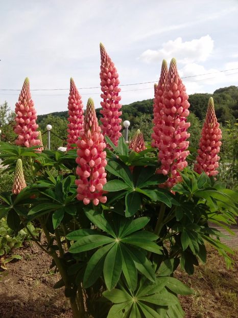  - AAAAA_LUPIN 2015_2017_2018_2019_2020