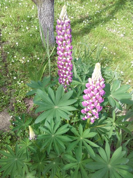  - AAAAA_LUPIN 2015_2017_2018_2019_2020