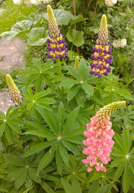  - AAAAA_LUPIN 2015_2017_2018_2019_2020