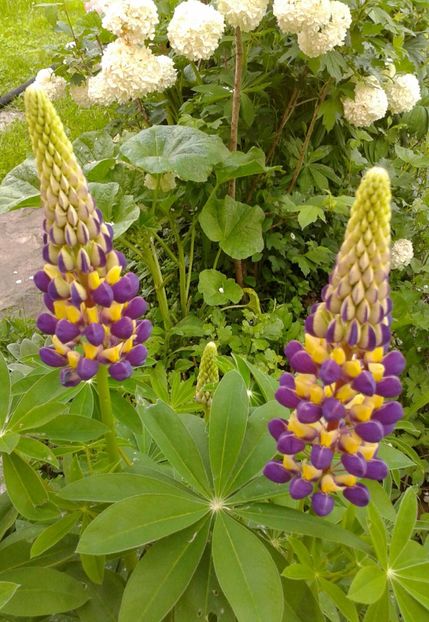  - AAAAA_LUPIN 2015_2017_2018_2019_2020