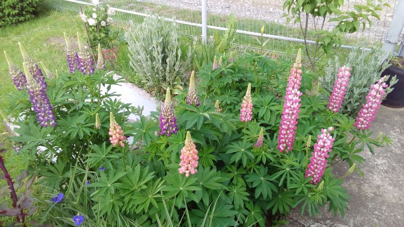  - AAAAA_LUPIN 2015_2017_2018_2019_2020