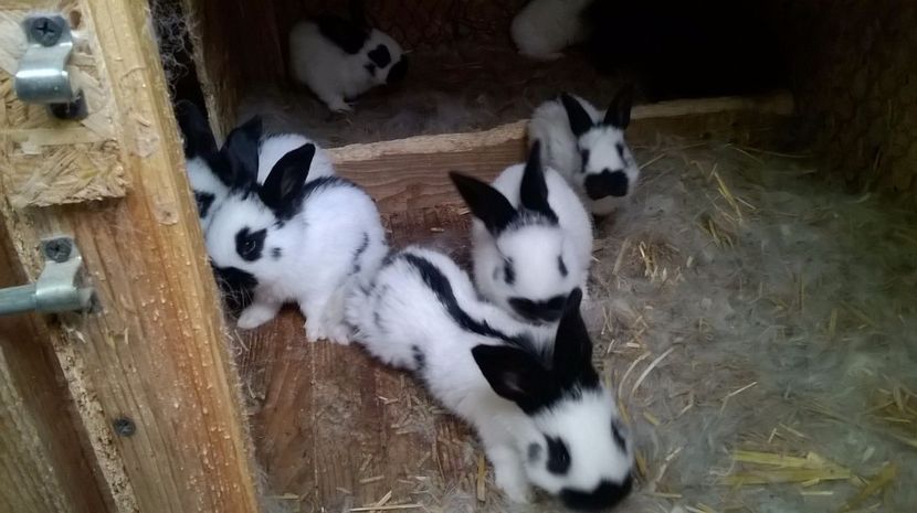 IMG-20170523-WA0008 - Cuib 02-05-2017