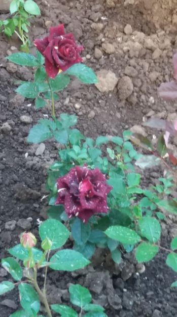  - Trandafiri 2017