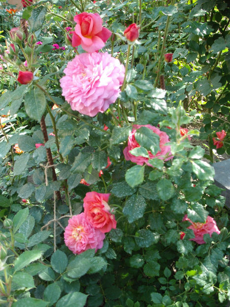  - Christopher Marlowe