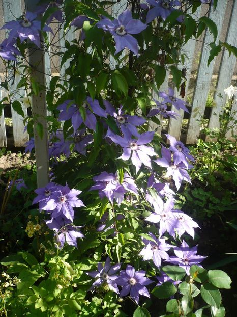 24.05.2017 - GRADINA 2017-1