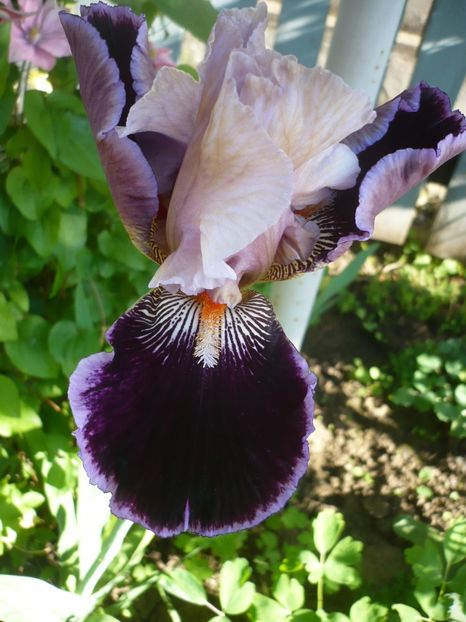 P1320480 - GRADINA 2017-1