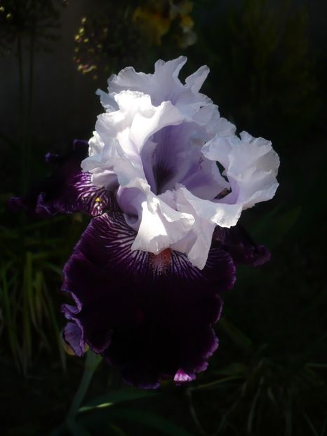 P1320483 - GRADINA 2017-1