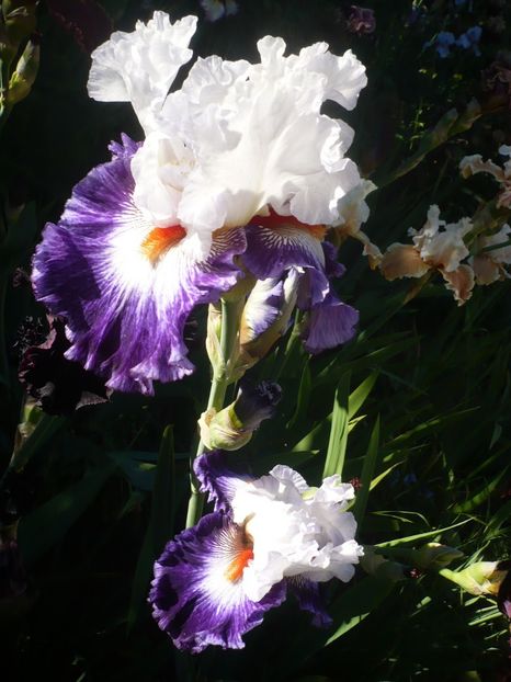 P1320484 - GRADINA 2017-1