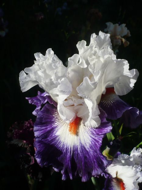 P1320485 - GRADINA 2017-1