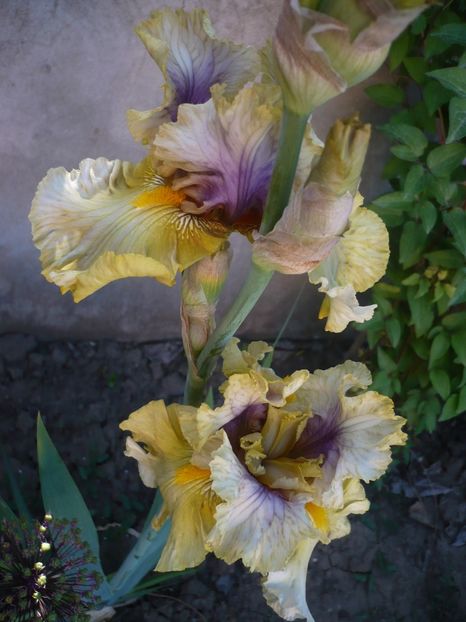 P1320486 - GRADINA 2017-1