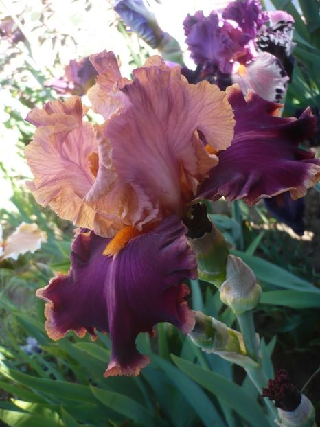 P1320488 - GRADINA 2017-1