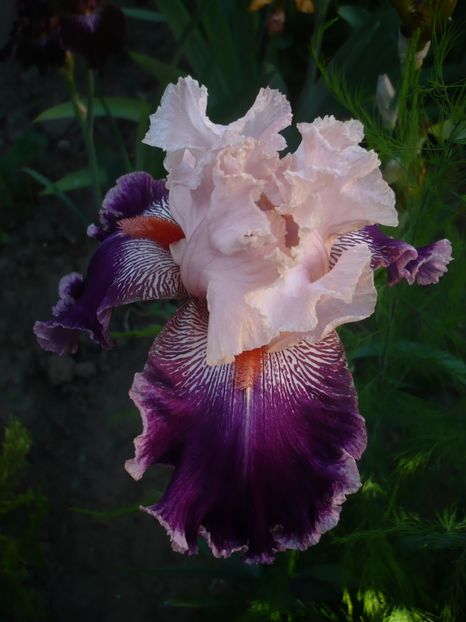 P1320489 - GRADINA 2017-1