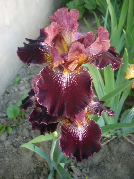 P1320490 - GRADINA 2017-1