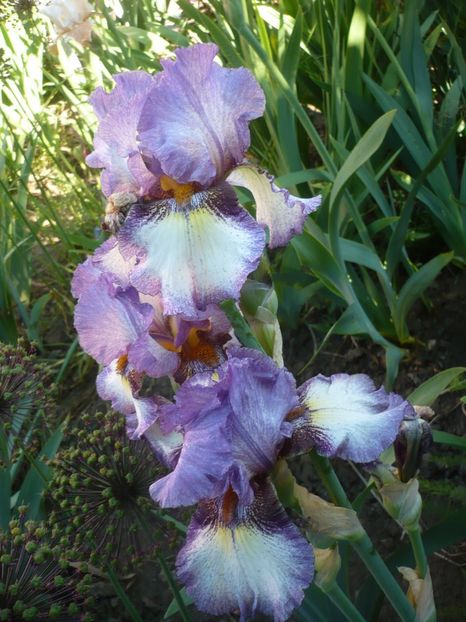 P1320491 - GRADINA 2017-1