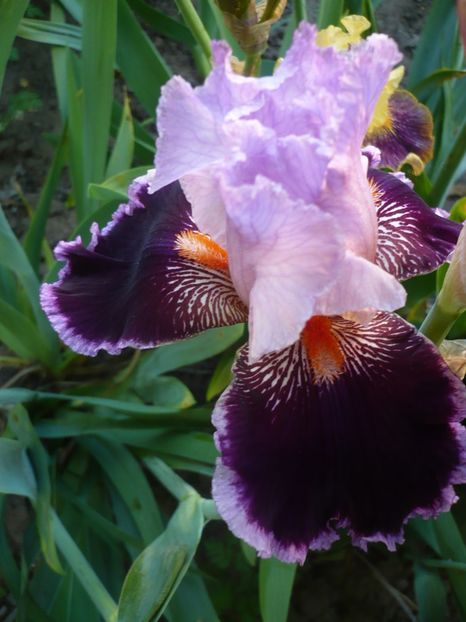 P1320492 - GRADINA 2017-1