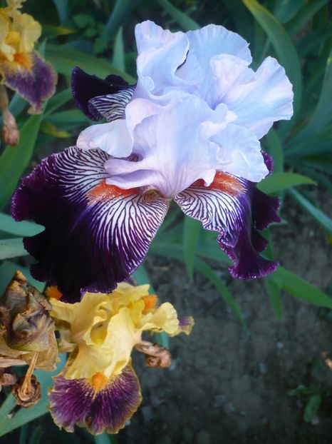 P1320493 - GRADINA 2017-1