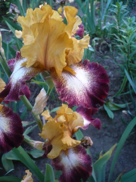 P1320494 - GRADINA 2017-1