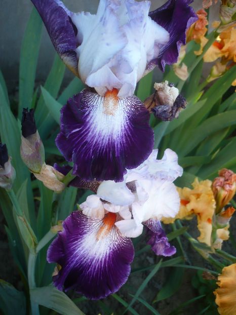 P1320496 - GRADINA 2017-1