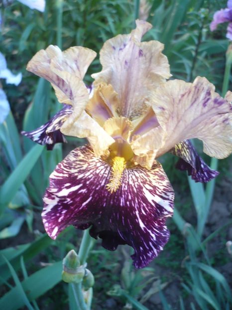 P1320498 - GRADINA 2017-1