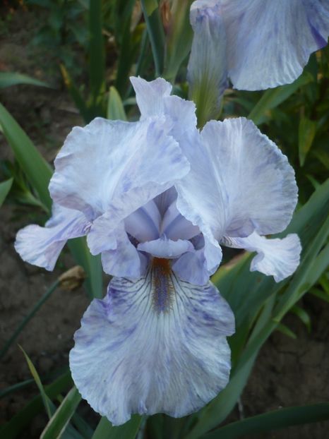 P1320499 - GRADINA 2017-1