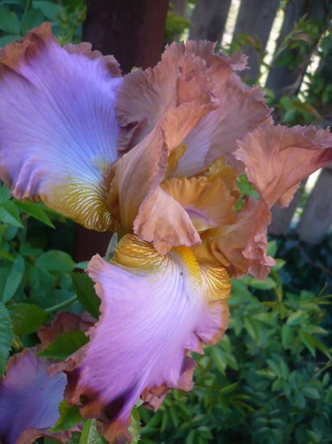 P1320502 - GRADINA 2017-1