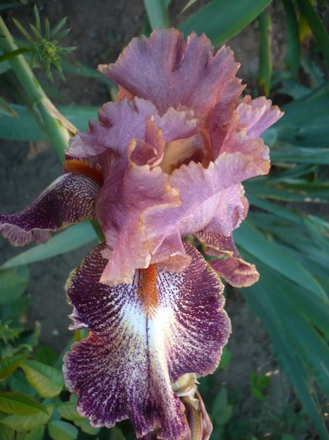 P1320505 - GRADINA 2017-1