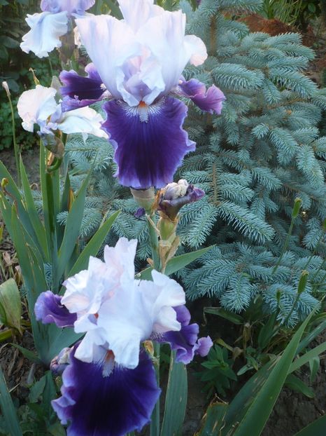 P1320506 - GRADINA 2017-1