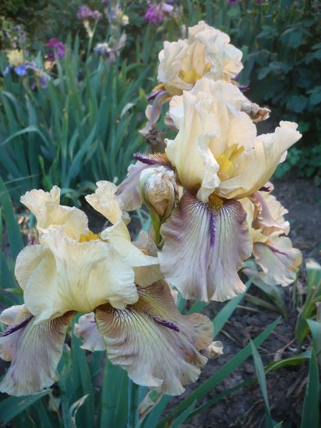 P1320508 - GRADINA 2017-1