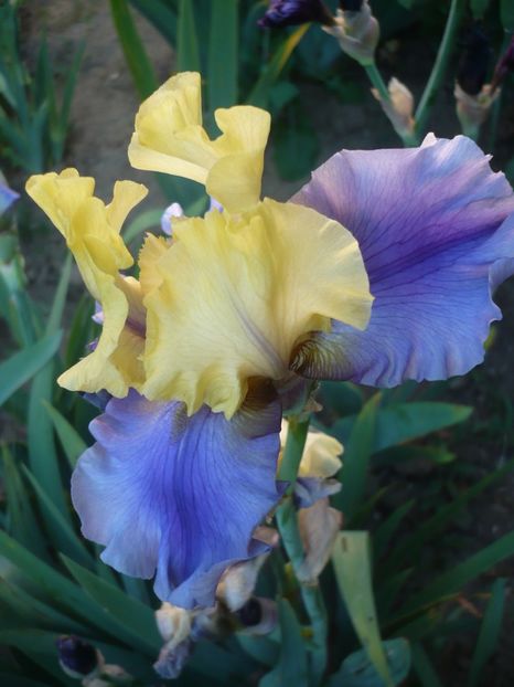 P1320511 - GRADINA 2017-1