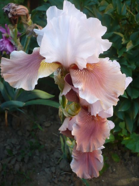 P1320514 - GRADINA 2017-1