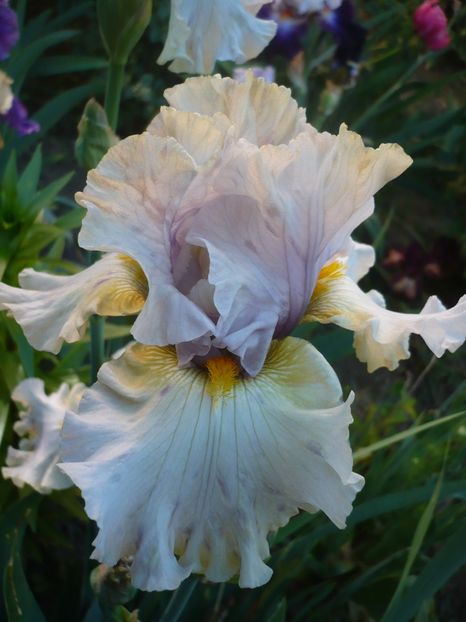 P1320517 - GRADINA 2017-1