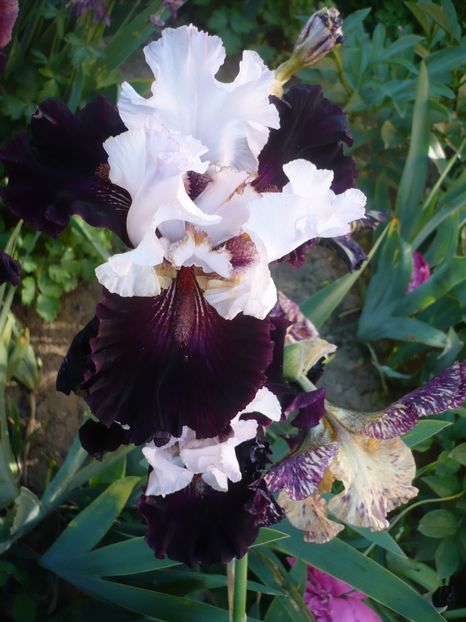 P1320518 - GRADINA 2017-1