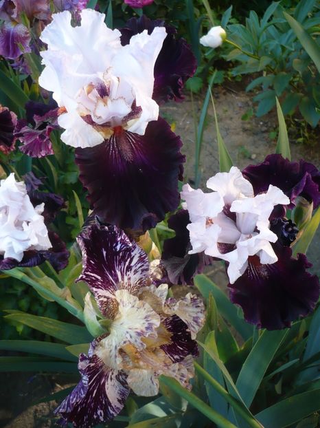 P1320520 - GRADINA 2017-1