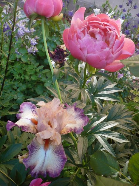 P1320521 - GRADINA 2017-1