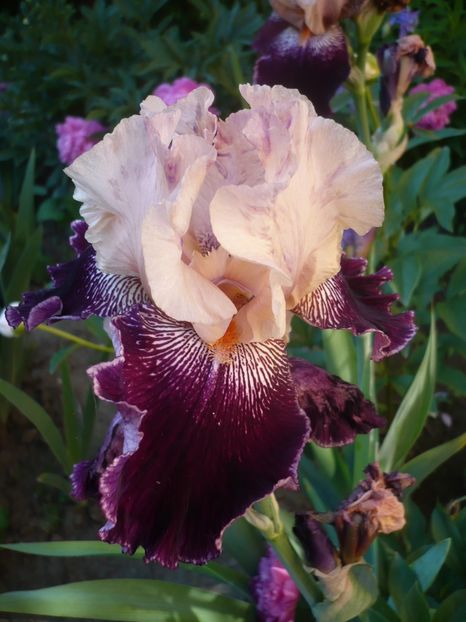 P1320522 - GRADINA 2017-1