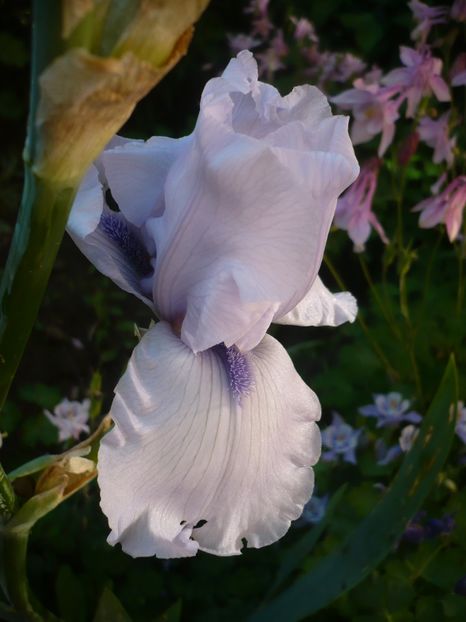 P1320523 - GRADINA 2017-1