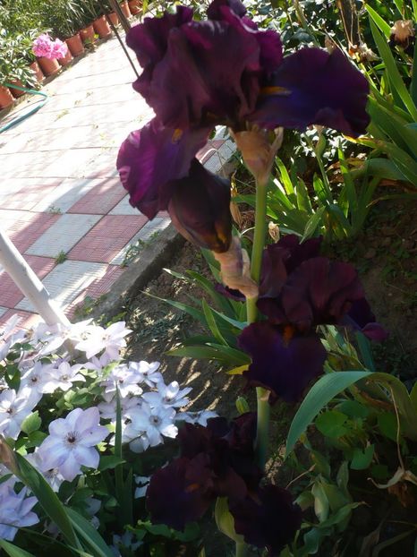 P1320534 - GRADINA 2017-1