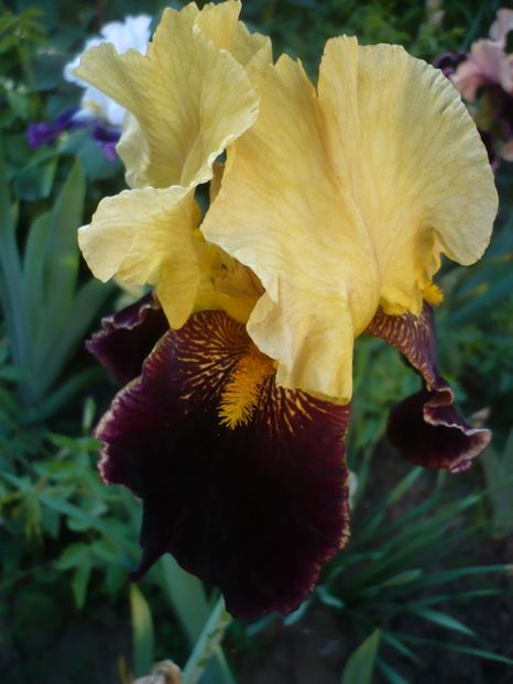 P1320538 - GRADINA 2017-1