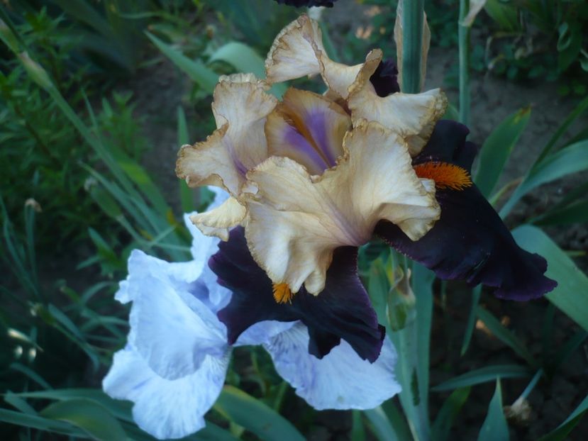 P1320543 - GRADINA 2017-1