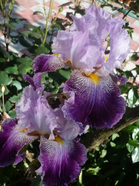 P1320546 - GRADINA 2017-1