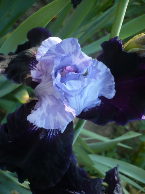 P1320548 - GRADINA 2017-1