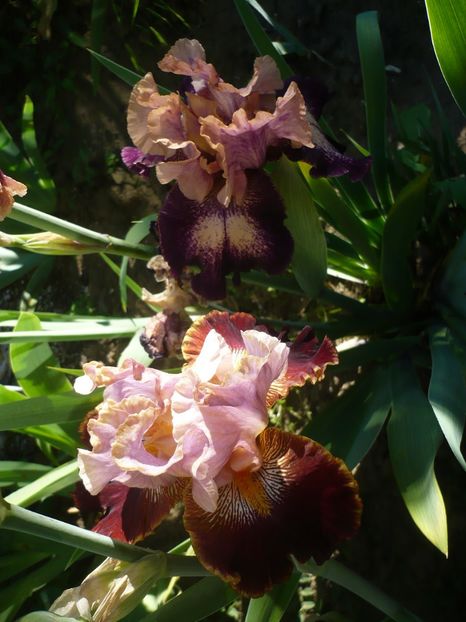 P1320550 - GRADINA 2017-1